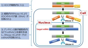 2. HDOの作用機序（1）の画像