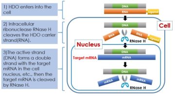 image for 2. HDO Mechanism of Action（1）