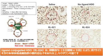 13. 糸球体デリバリー用リガンドの画像