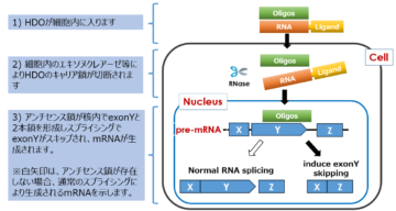 3. HDOの作用機序（2）の画像