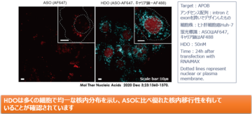 6. HDO化による核内移行性向上　の画像