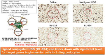 image for 13. Ligands for glomerular delivery