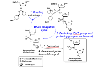 image for Stereo-controlled Synthesis of Boranophosphate oligomer