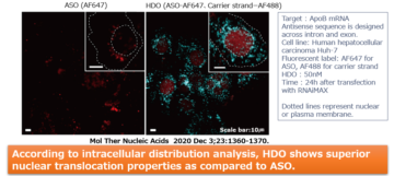 image for 6. Advantages of HDO: Nuclear translocation　