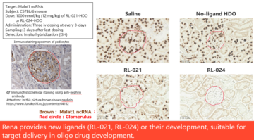 image for 13. DDS ligand for renal tissue including glomerular cells